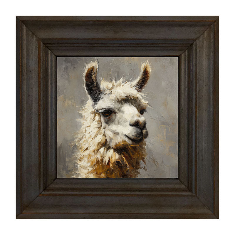Farm Life Portrait - Llama Close-up