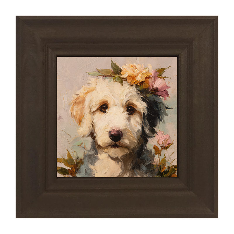 Spring Season White Labradoodle