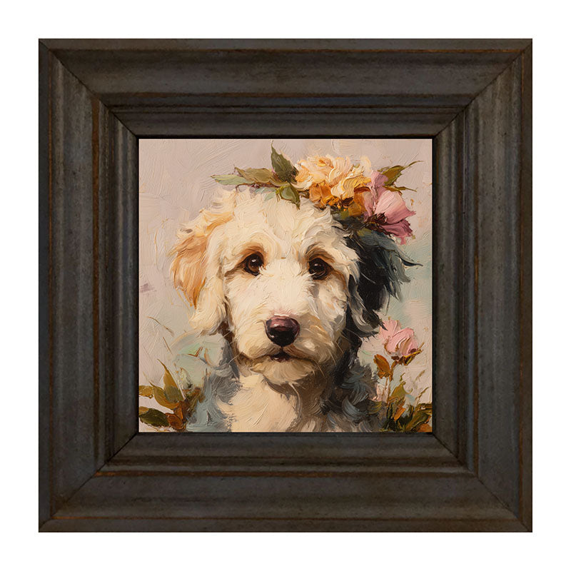 Spring Season White Labradoodle