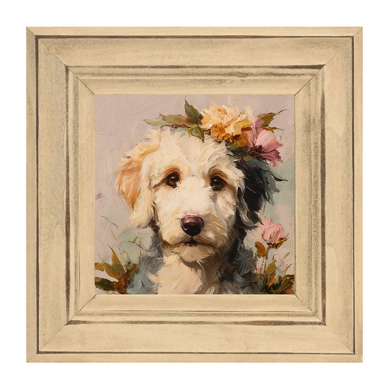 Spring Season White Labradoodle
