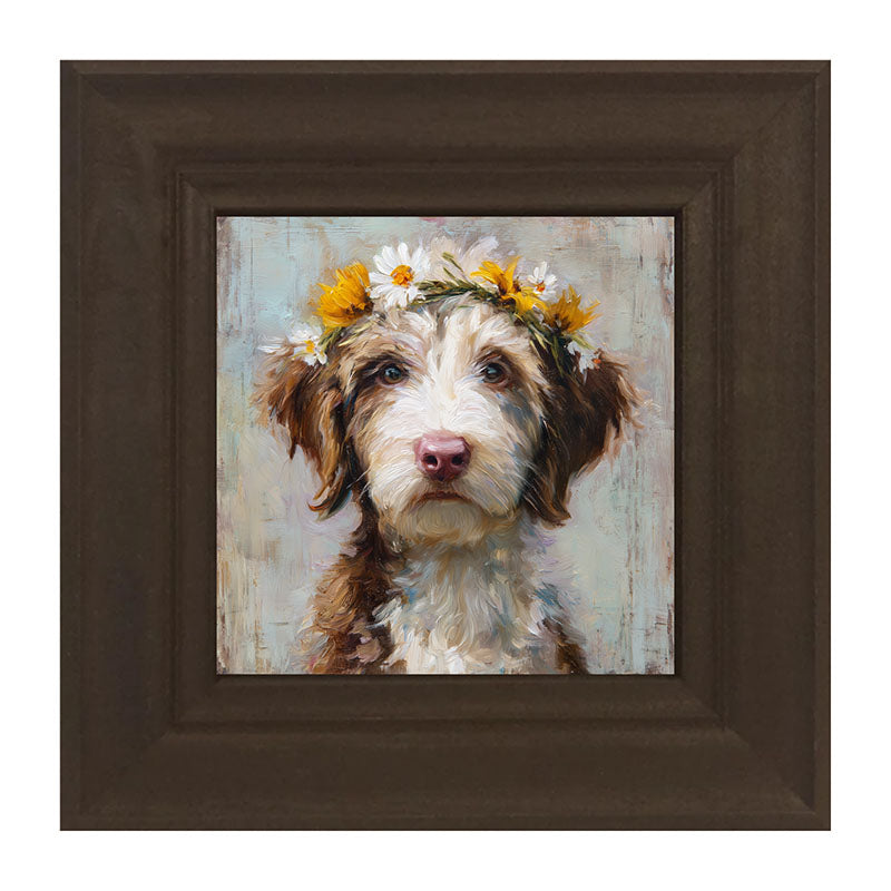Spring Season Brown and White Labradoodle
