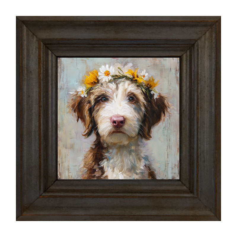 Spring Season Brown and White Labradoodle