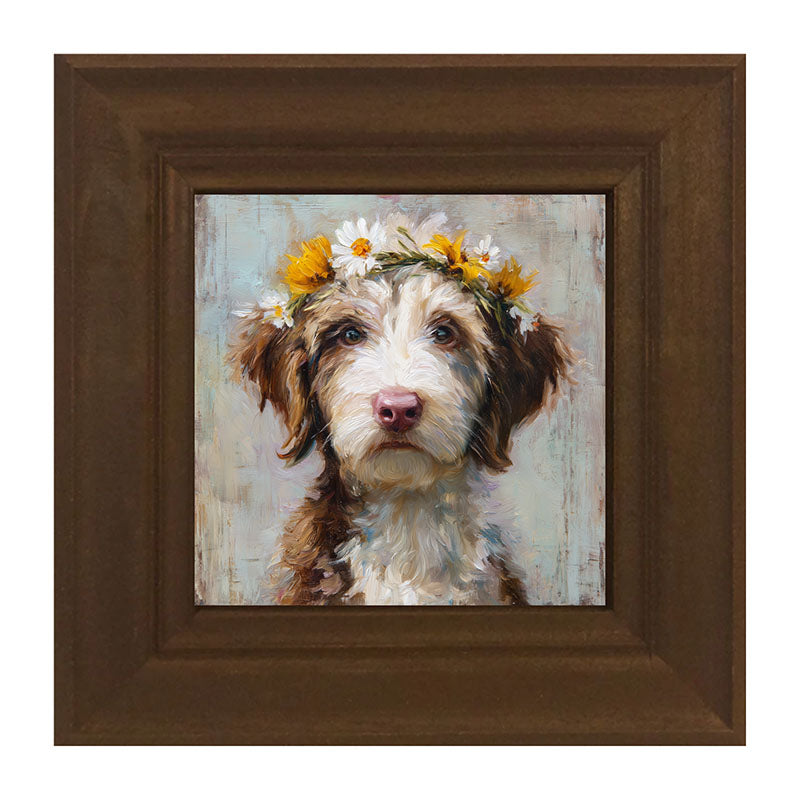 Spring Season Brown and White Labradoodle