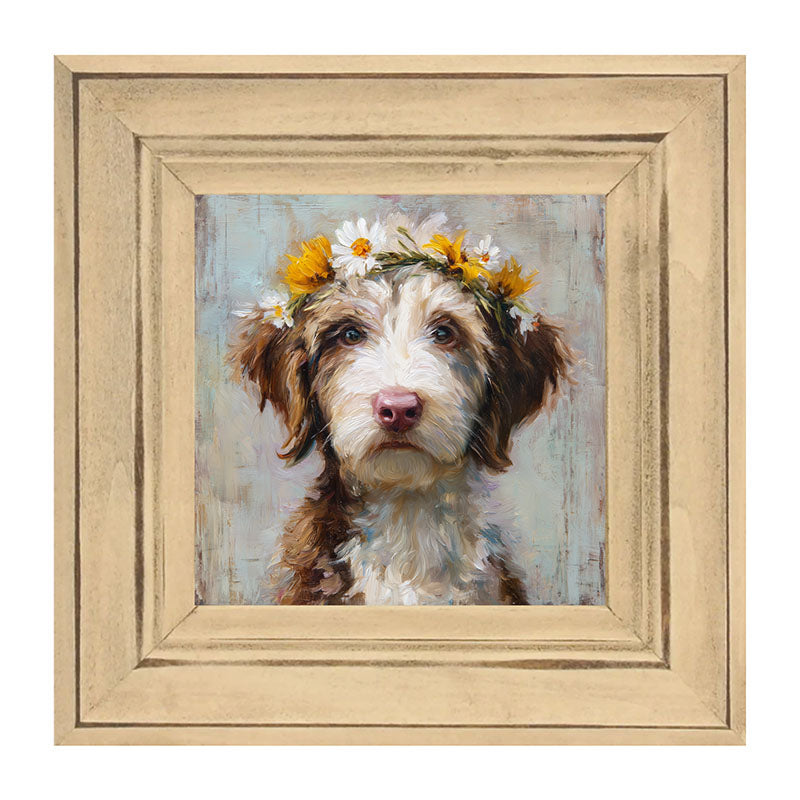 Spring Season Brown and White Labradoodle