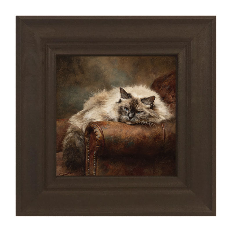 Armchair with Ragdoll Cat