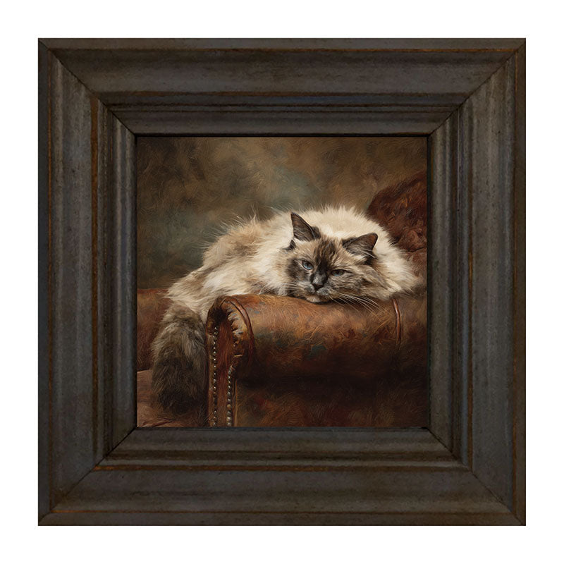 Armchair with Ragdoll Cat