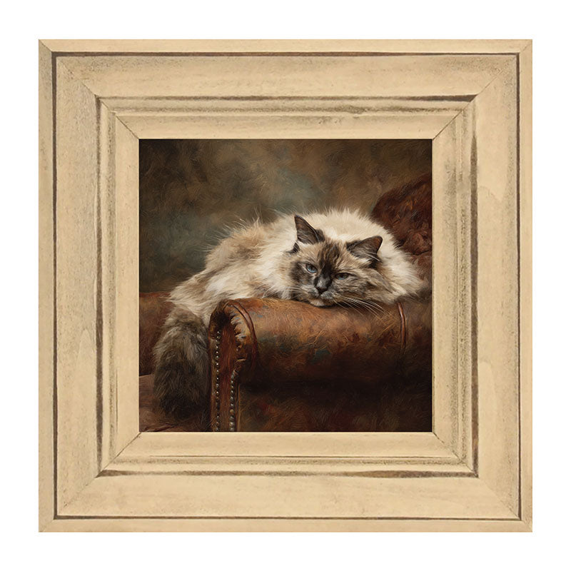 Armchair with Ragdoll Cat