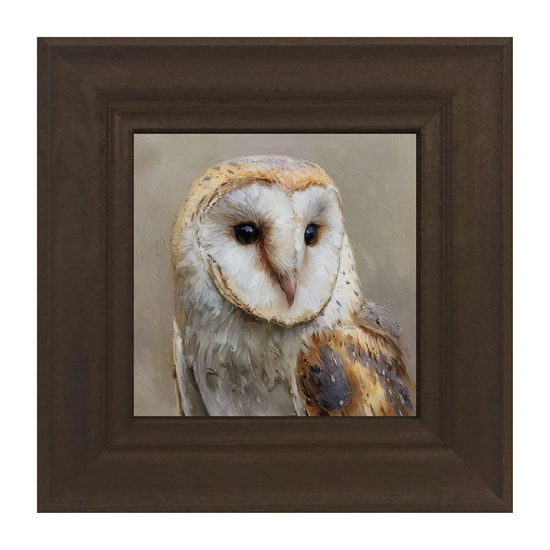 Barn Owl Close-up