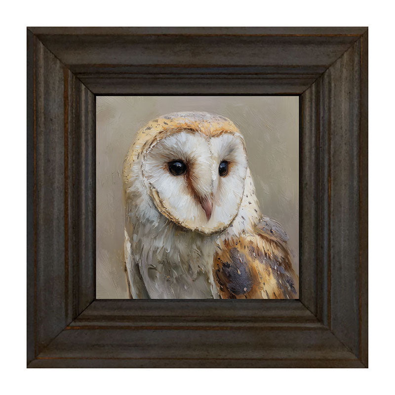 Barn Owl Close-up