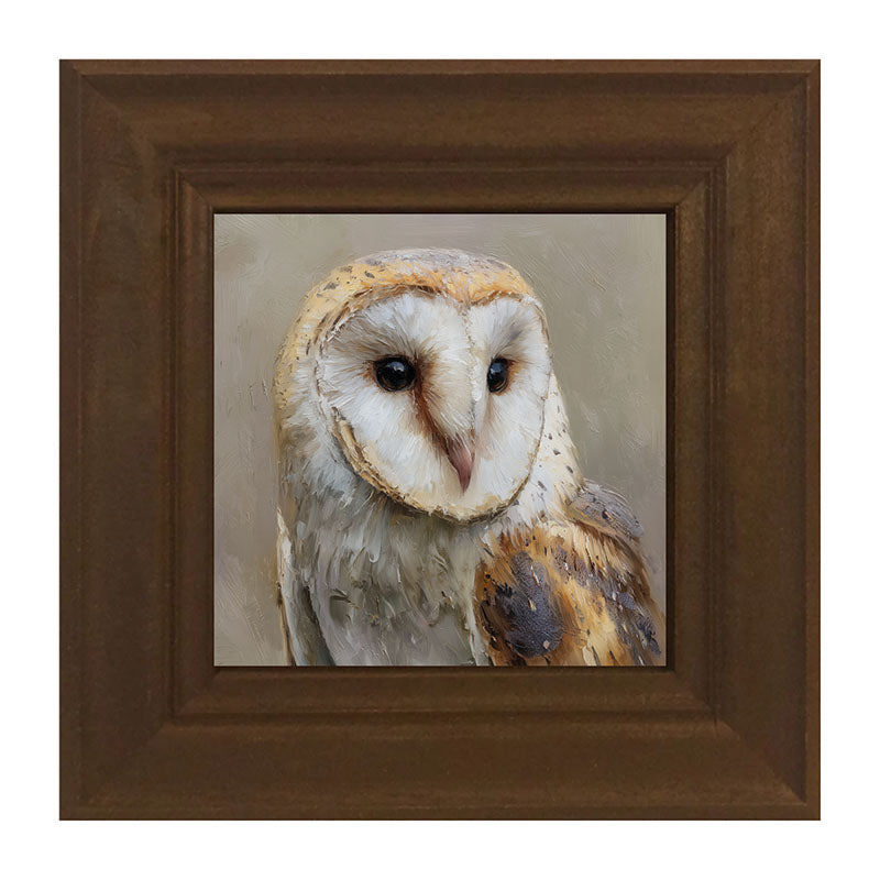 Barn Owl Close-up
