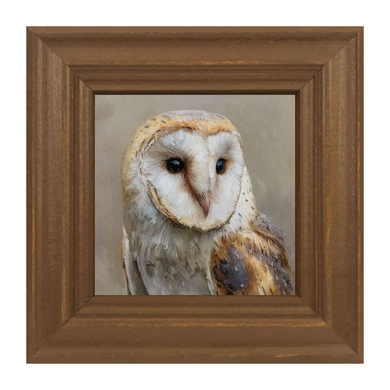 Barn Owl Close-up