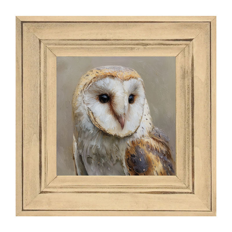 Barn Owl Close-up