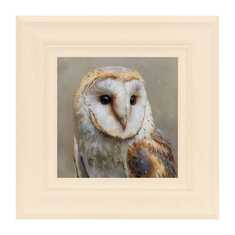 Barn Owl Close-up