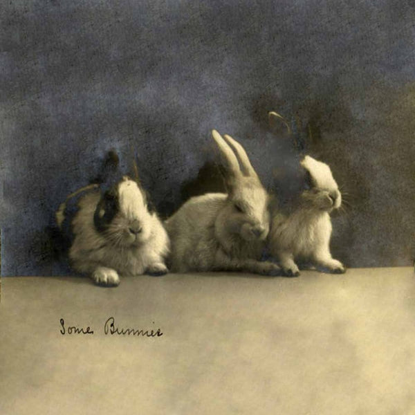 Some Bunnies