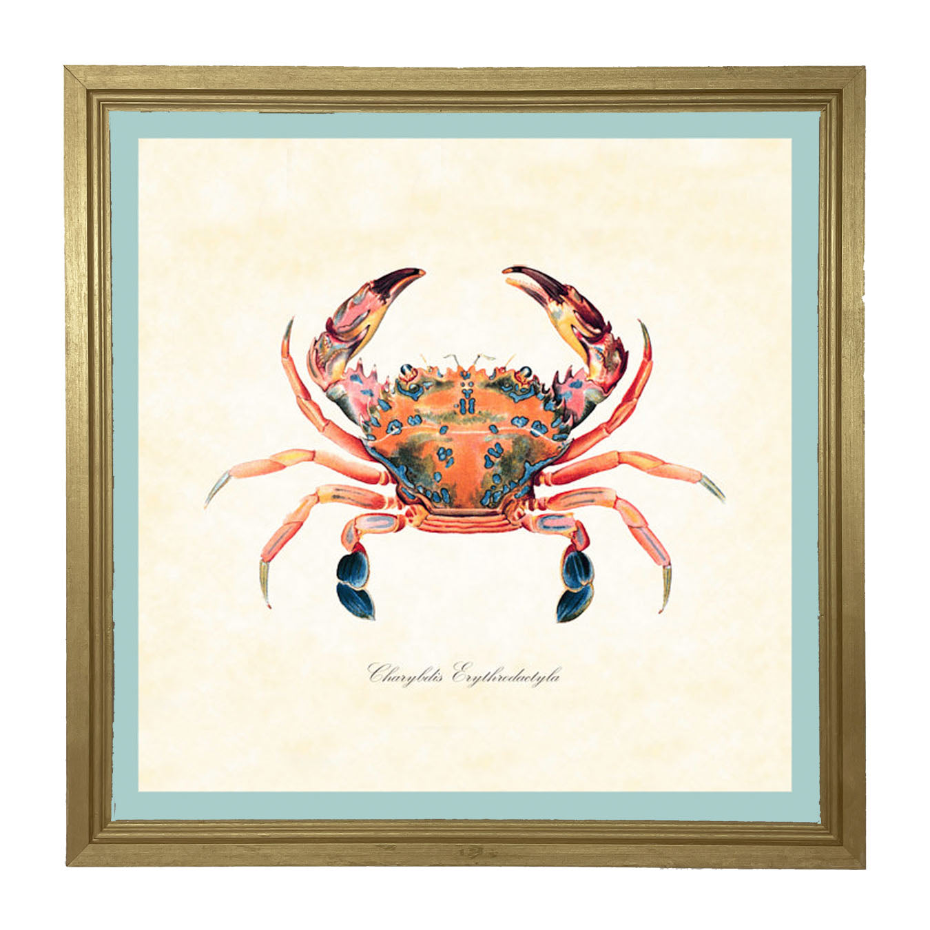 Colorful Crab - Framed art