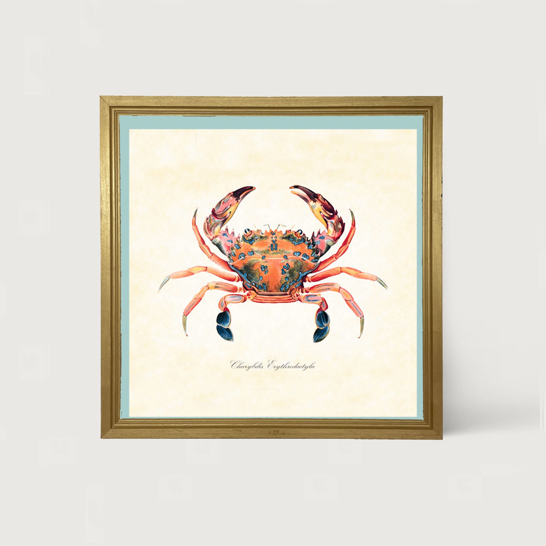Colorful Crab - Framed art