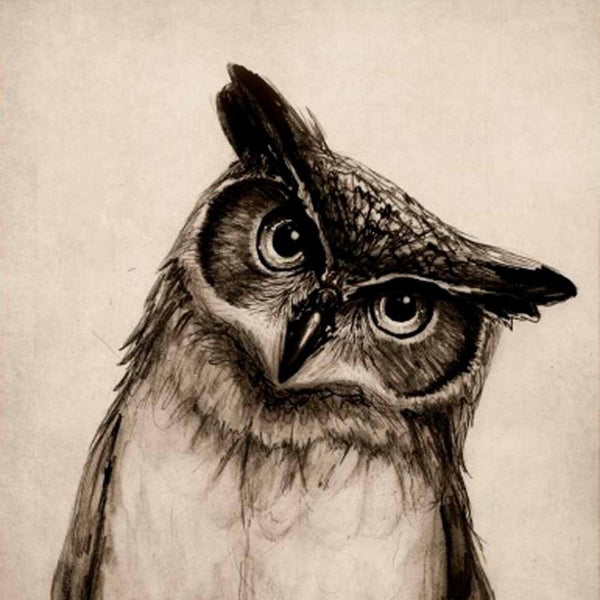 Curious Owl