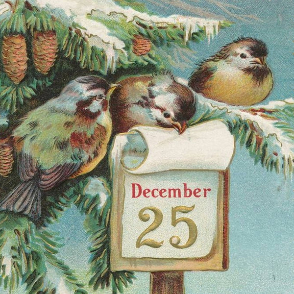 Dec 25 Birds